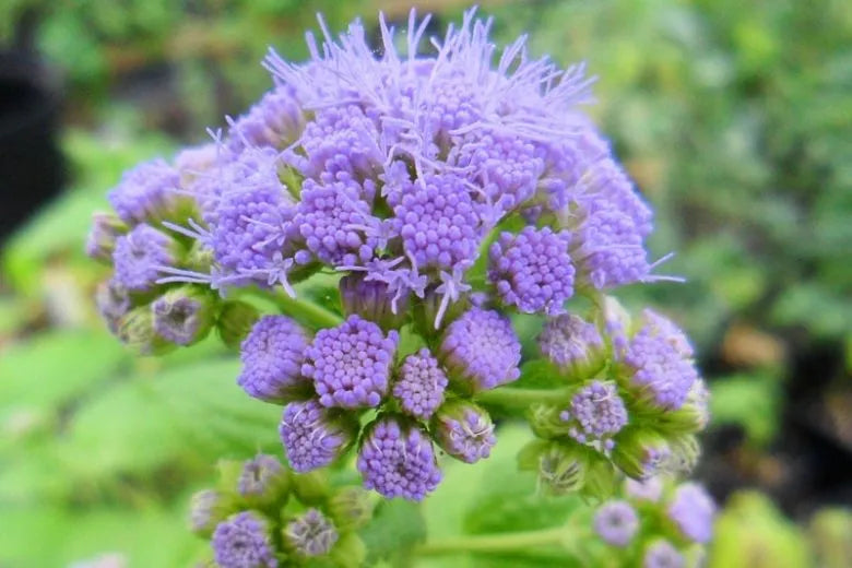 G667 Eupatorium Coelestinum - View 23 from www redcrocus com