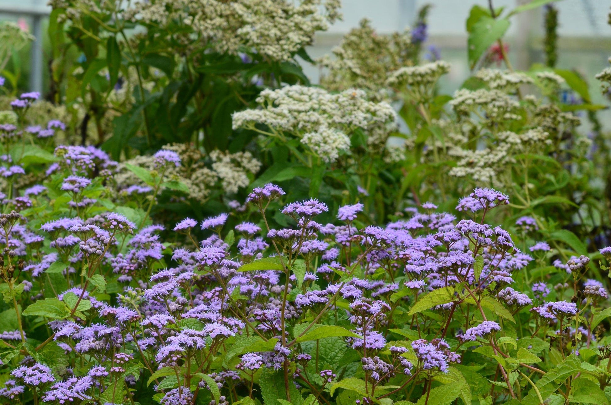 G667 Eupatorium Coelestinum - View 25 from www redcrocus com