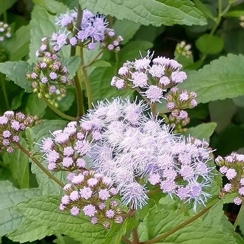 G667 Eupatorium Coelestinum - View 28 from www redcrocus com