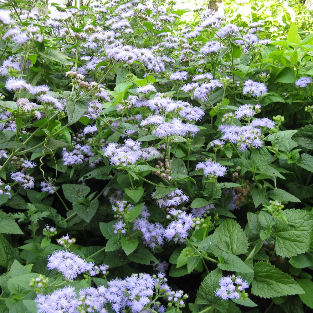 G667 Eupatorium Coelestinum - View 2 from www redcrocus com