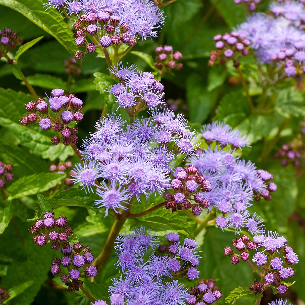 G667 Eupatorium Coelestinum - View 30 from www redcrocus com