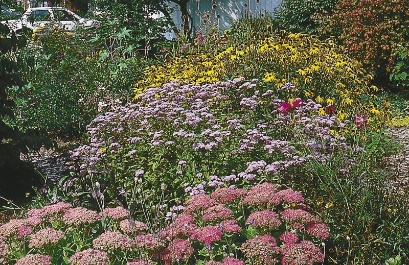 G667 Eupatorium Coelestinum - View 31 from www redcrocus com