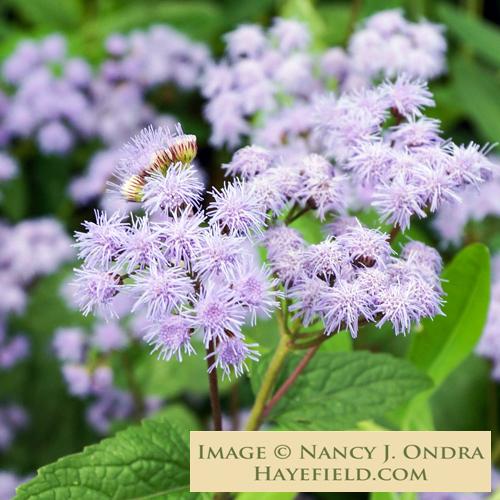 G667 Eupatorium Coelestinum - View 35 from www redcrocus com