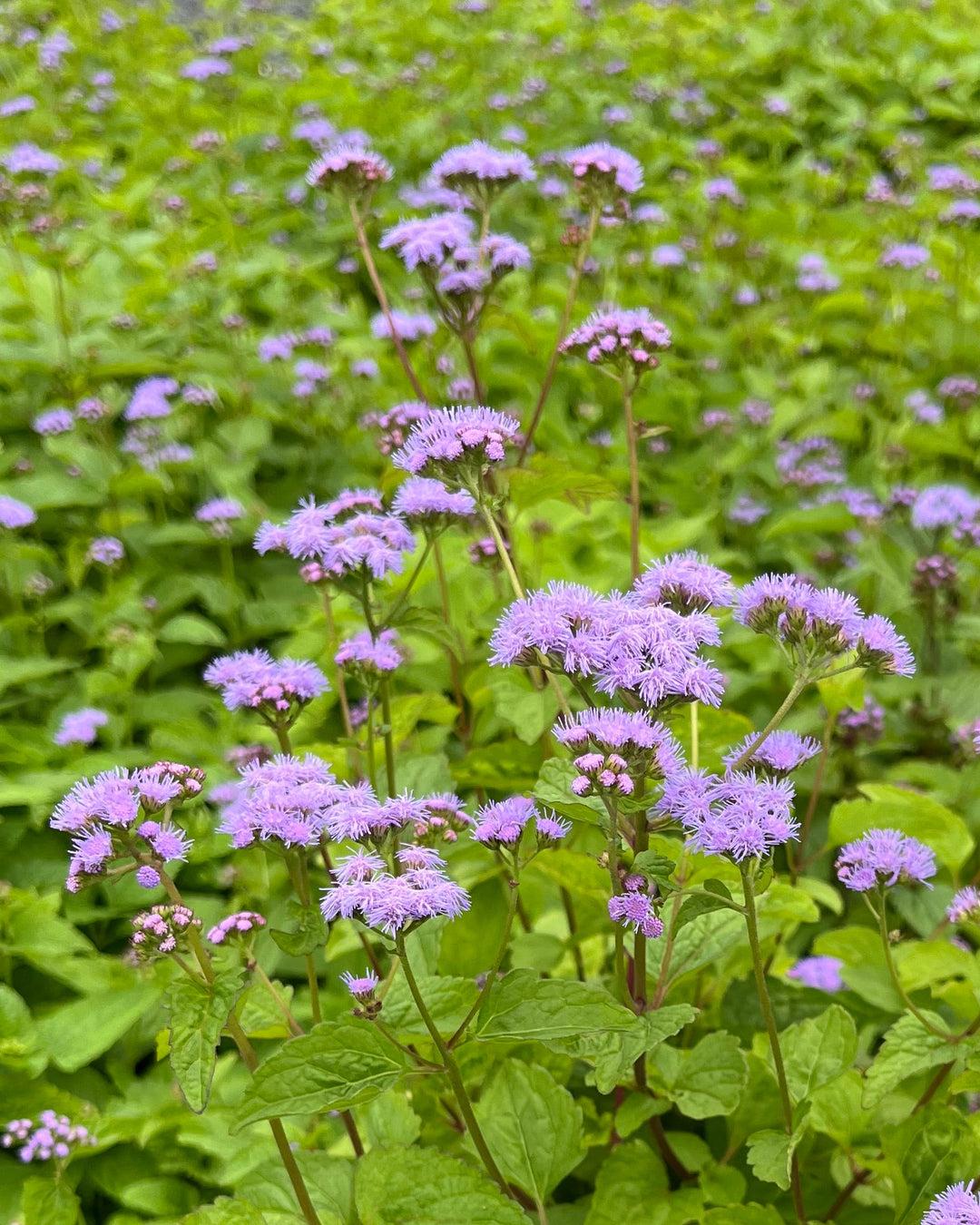 G667 Eupatorium Coelestinum - View 36 from www redcrocus com