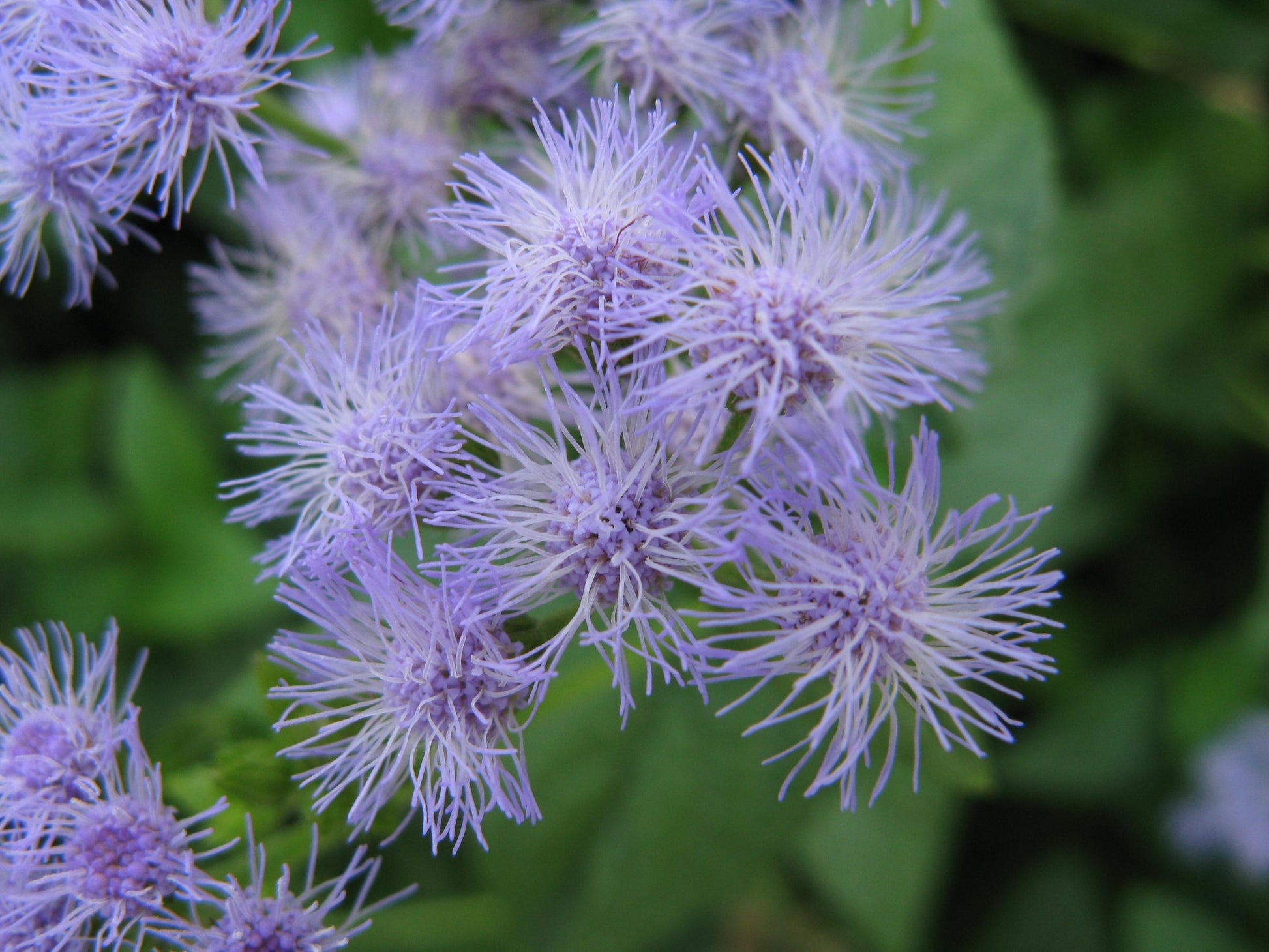 G667 Eupatorium Coelestinum - View 4 from www redcrocus com