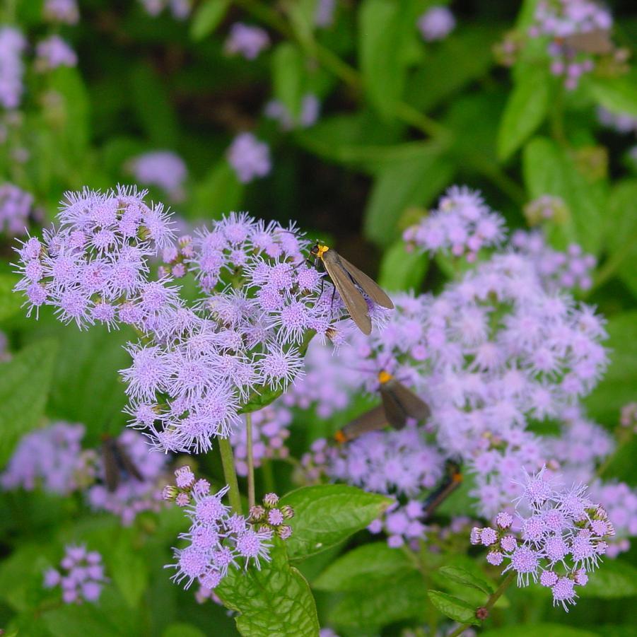 G667 Eupatorium Coelestinum - View 6 from www redcrocus com