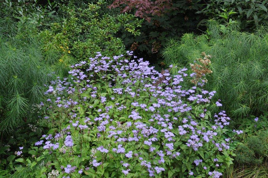 G667 Eupatorium Coelestinum - View 7 from www redcrocus com