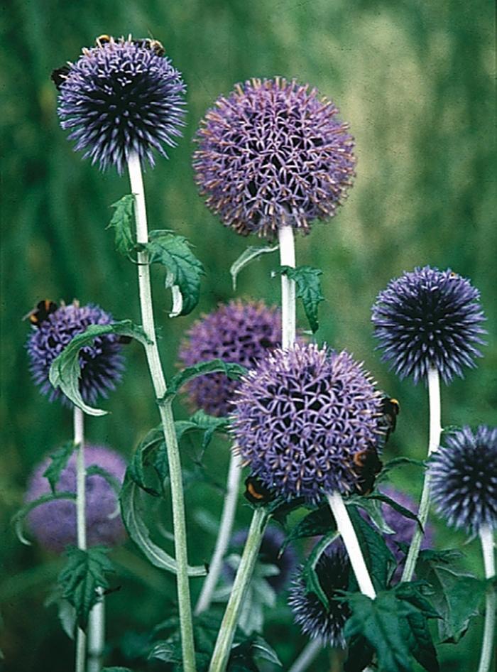 G674 Echinops Bannaticus Blue Glow - View 10 from www redcrocus com