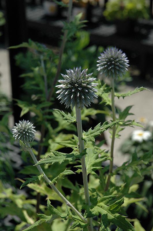 G674 Echinops Bannaticus Blue Glow - View 11 from www redcrocus com