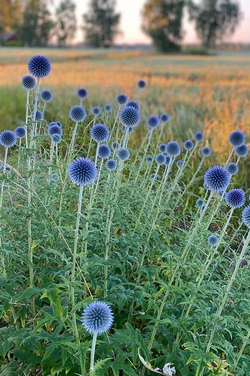 G674 Echinops Bannaticus Blue Glow - View 12 from www redcrocus com