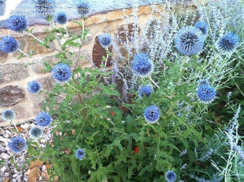 G674 Echinops Bannaticus Blue Glow - View 14 from www redcrocus com