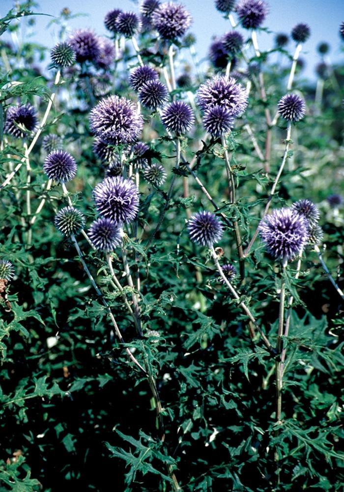 G674 Echinops Bannaticus Blue Glow - View 15 from www redcrocus com