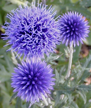G674 Echinops Bannaticus Blue Glow - View 16 from www redcrocus com