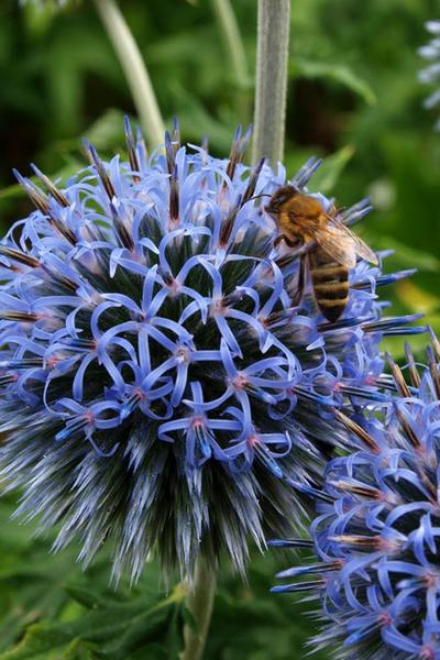 G674 Echinops Bannaticus Blue Glow - View 17 from www redcrocus com
