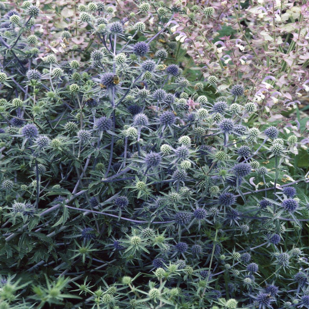 G674 Echinops Bannaticus Blue Glow - View 18 from www redcrocus com