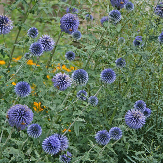 G674 Echinops Bannaticus Blue Glow - View 1 from www redcrocus com