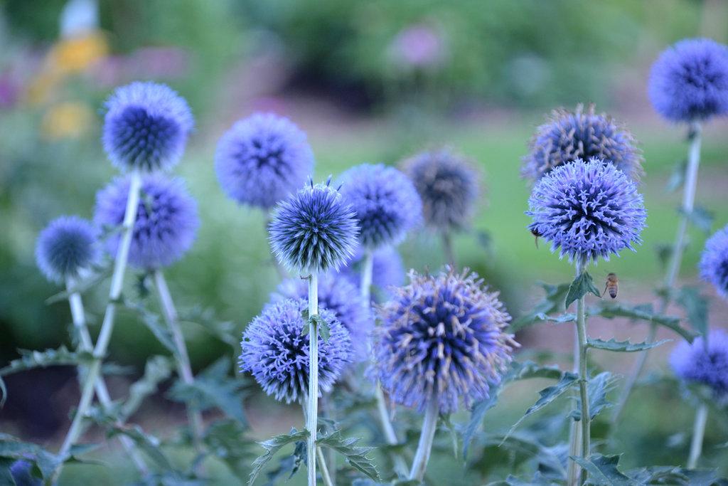 G674 Echinops Bannaticus Blue Glow - View 2 from www redcrocus com