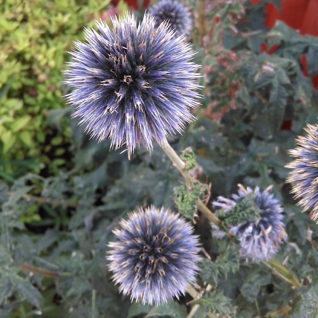 G674 Echinops Bannaticus Blue Glow - View 4 from www redcrocus com