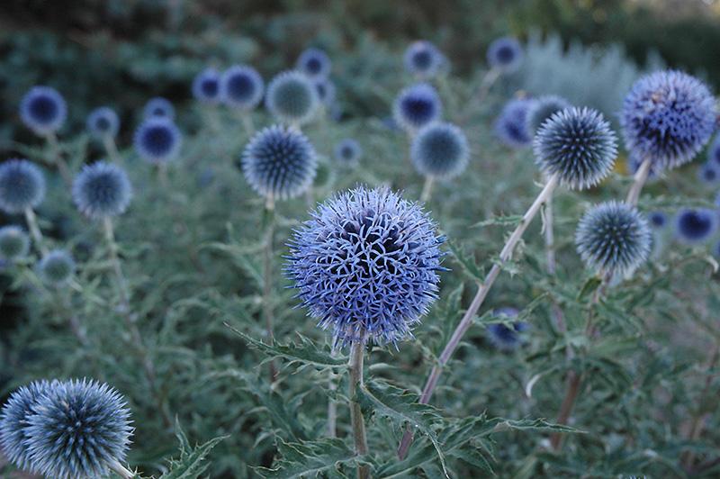 G674 Echinops Bannaticus Blue Glow - View 5 from www redcrocus com