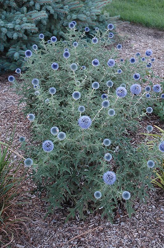 G674 Echinops Bannaticus Blue Glow - View 6 from www redcrocus com