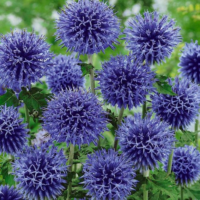 G674 Echinops Bannaticus Blue Glow - View 8 from www redcrocus com