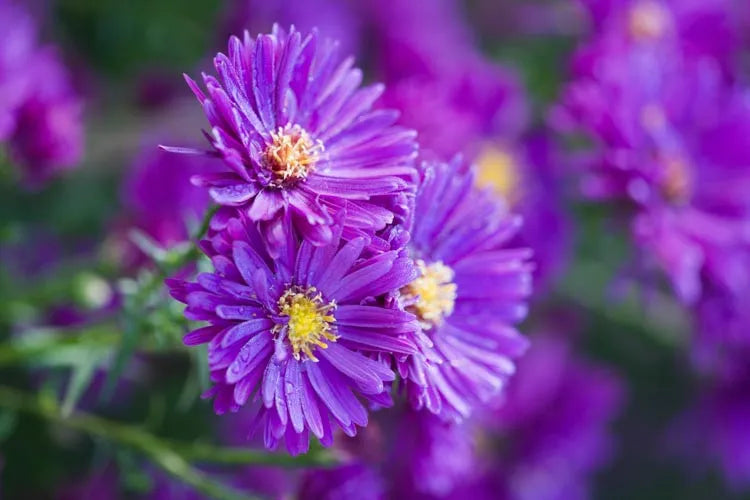 G675 Aster Novae Angliae 'purple Dome' - View 10 from www redcrocus com