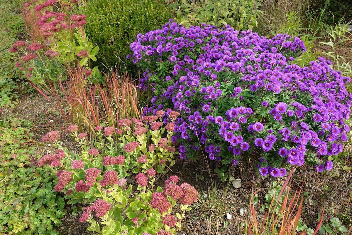 G675 Aster Novae Angliae 'purple Dome' - View 12 from www redcrocus com