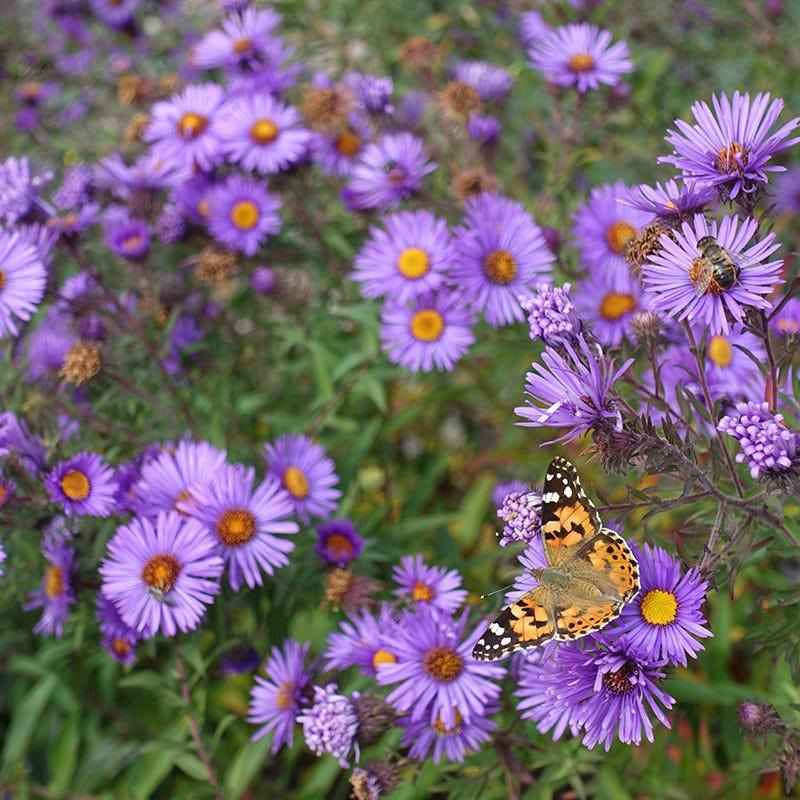 G675 Aster Novae Angliae 'purple Dome' - View 15 from www redcrocus com