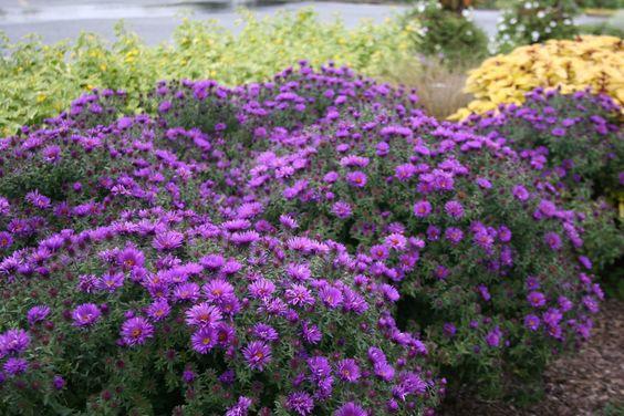 G675 Aster Novae Angliae 'purple Dome' - View 17 from www redcrocus com