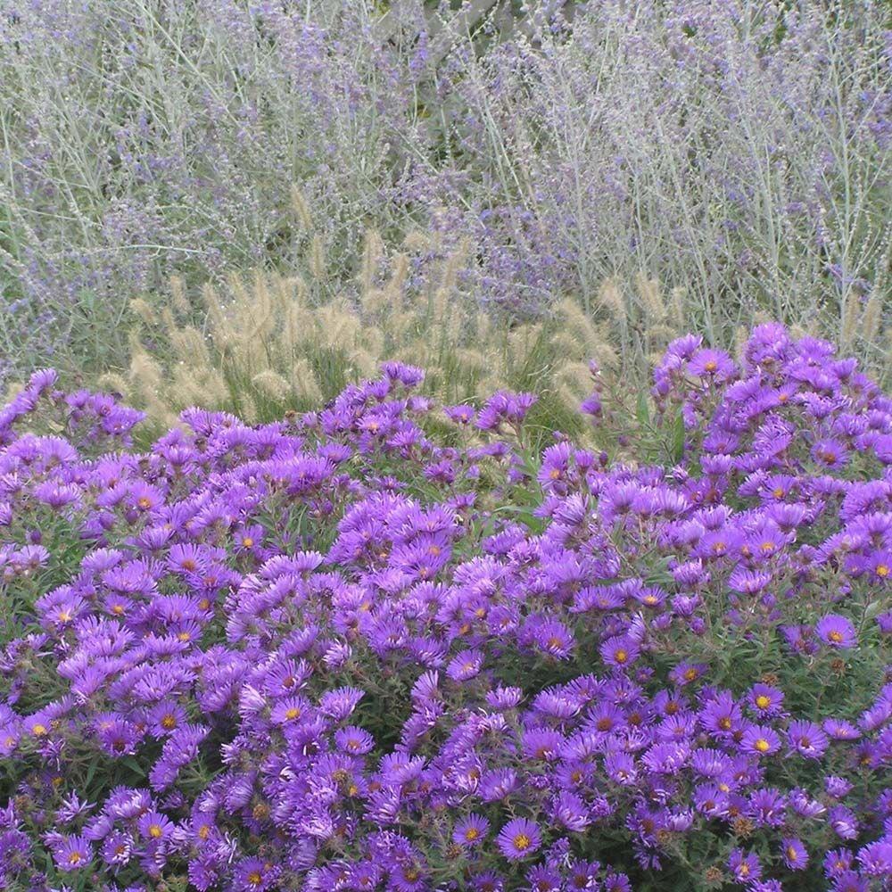 G675 Aster Novae Angliae 'purple Dome' - View 20 from www redcrocus com