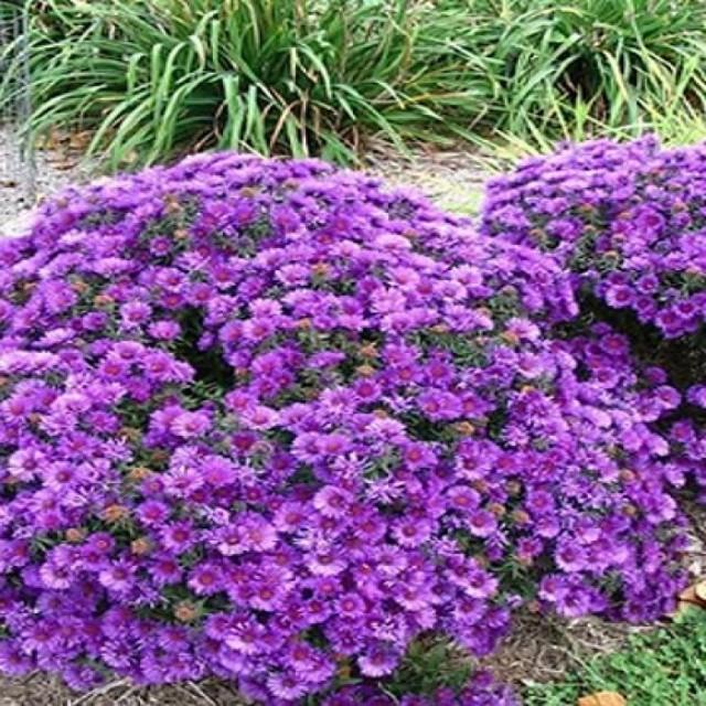 G675 Aster Novae Angliae 'purple Dome' - View 21 from www redcrocus com