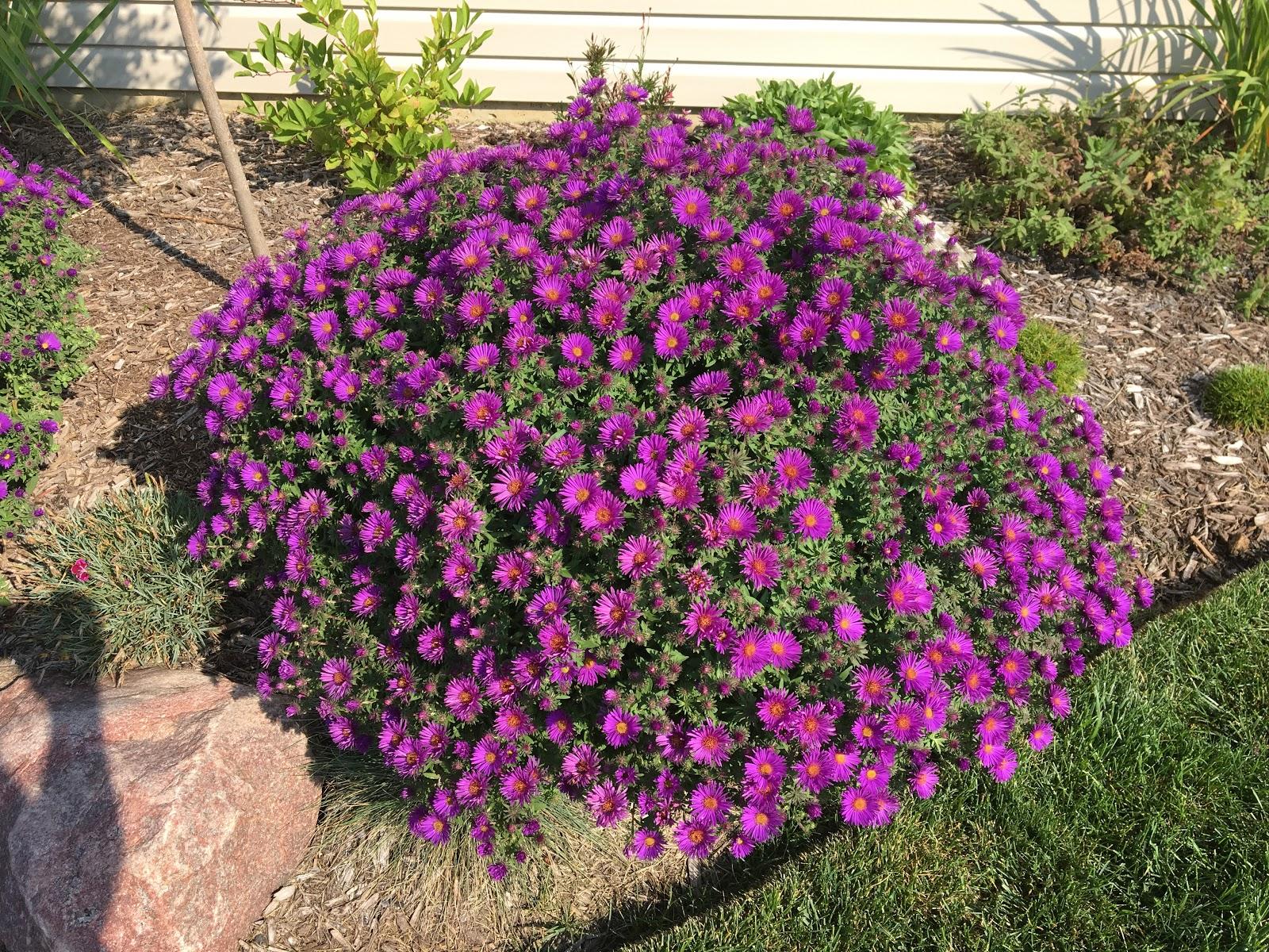G675 Aster Novae Angliae 'purple Dome' - View 25 from www redcrocus com