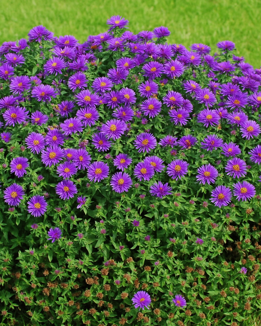 G675 Aster Novae Angliae 'purple Dome' - View 26 from www redcrocus com
