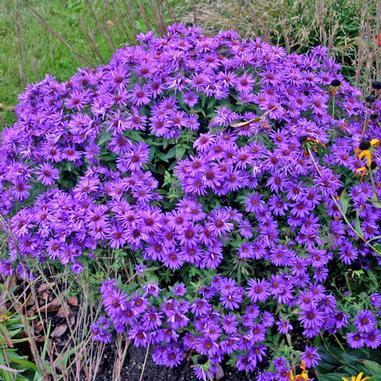 G675 Aster Novae Angliae 'purple Dome' - View 27 from www redcrocus com