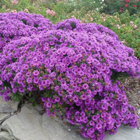 G675 Aster Novae Angliae 'purple Dome' - View 28 from www redcrocus com