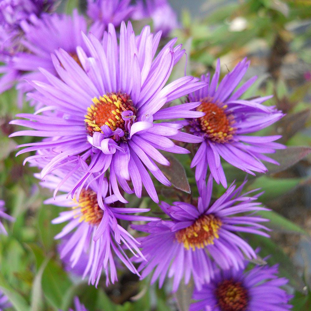 G675 Aster Novae Angliae 'purple Dome' - View 29 from www redcrocus com