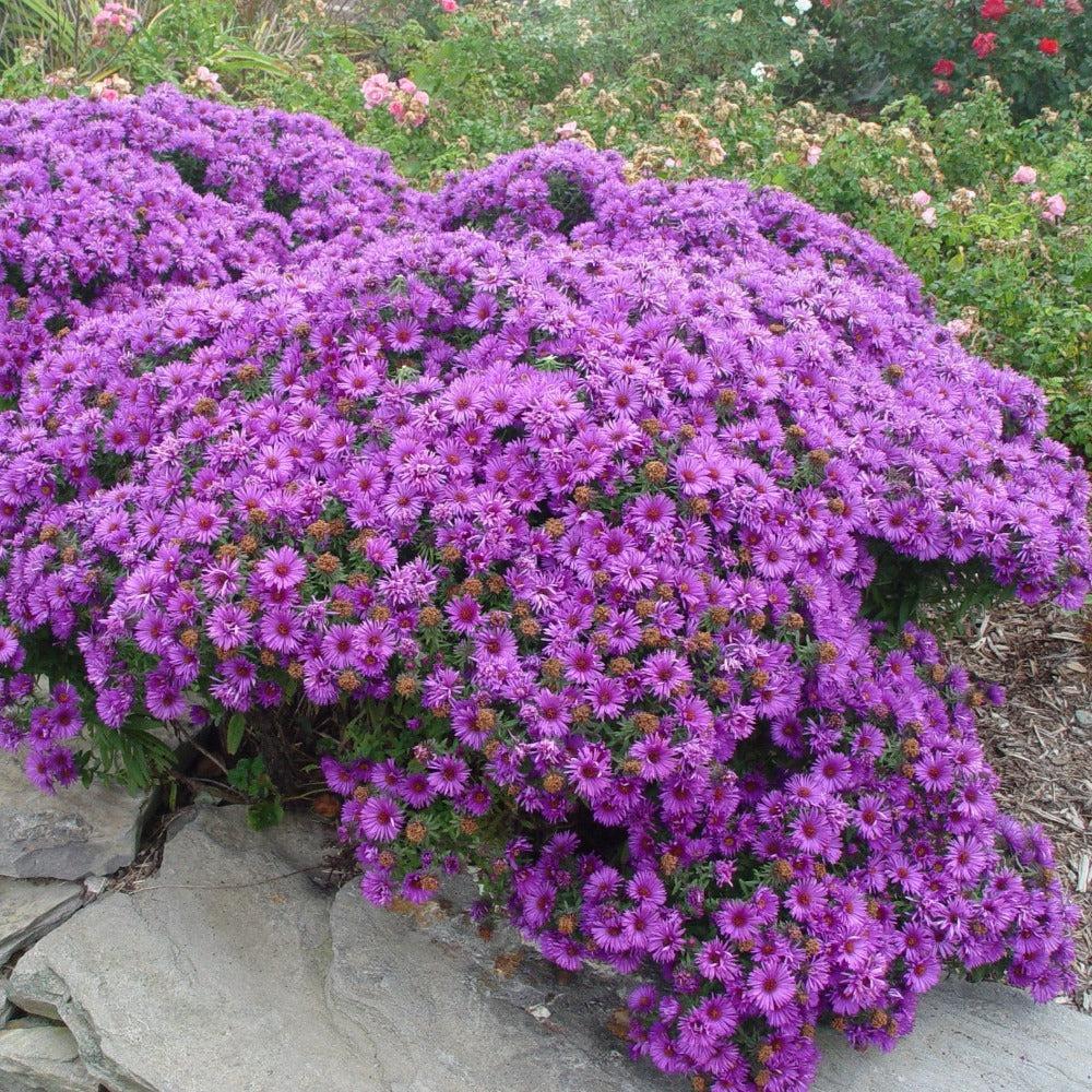 G675 Aster Novae Angliae 'purple Dome' - View 2 from www redcrocus com
