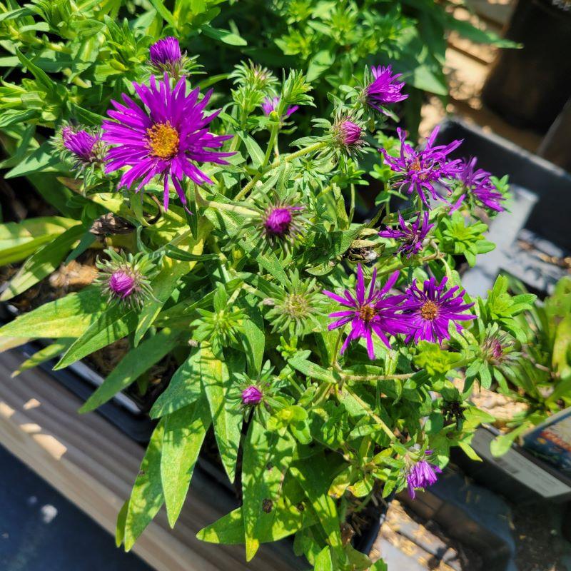 G675 Aster Novae Angliae 'purple Dome' - View 30 from www redcrocus com