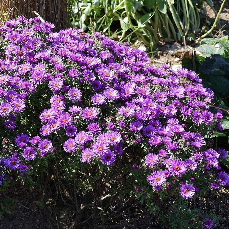 G675 Aster Novae Angliae 'purple Dome' - View 31 from www redcrocus com