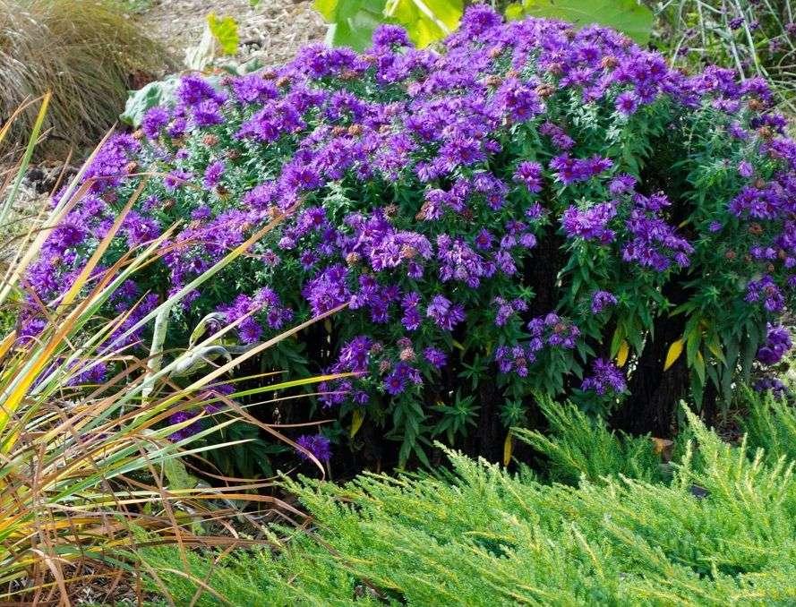 G675 Aster Novae Angliae 'purple Dome' - View 3 from www redcrocus com