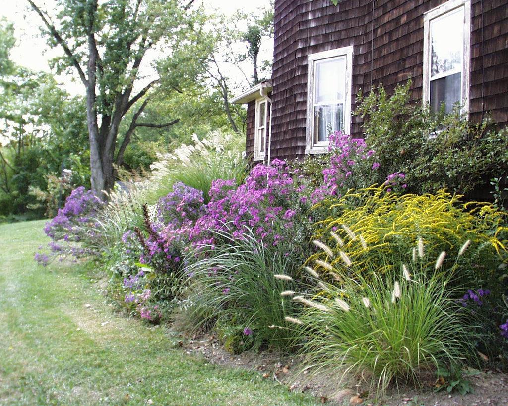 G675 Aster Novae Angliae 'purple Dome' - View 4 from www redcrocus com