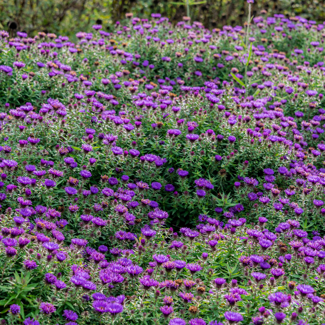 G675 Aster Novae Angliae 'purple Dome' - View 7 from www redcrocus com