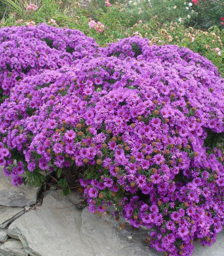 G675 Aster Novae Angliae 'purple Dome' - View 9 from www redcrocus com