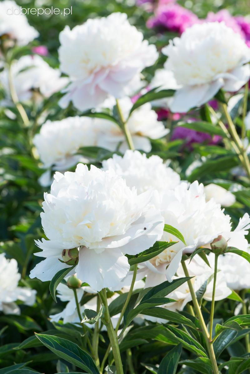 G678 Paeonia X Lactiflora Boule De Neige - View 10 from www redcrocus com