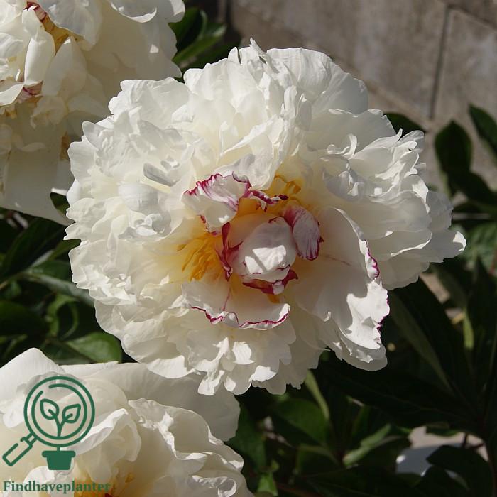 G678 Paeonia X Lactiflora Boule De Neige - View 11 from www redcrocus com