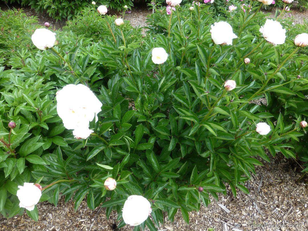 G678 Paeonia X Lactiflora Boule De Neige - View 12 from www redcrocus com