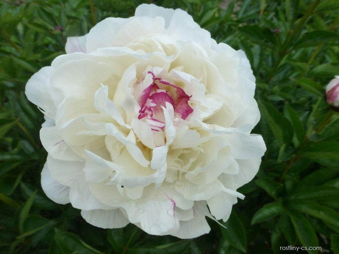 G678 Paeonia X Lactiflora Boule De Neige - View 13 from www redcrocus com