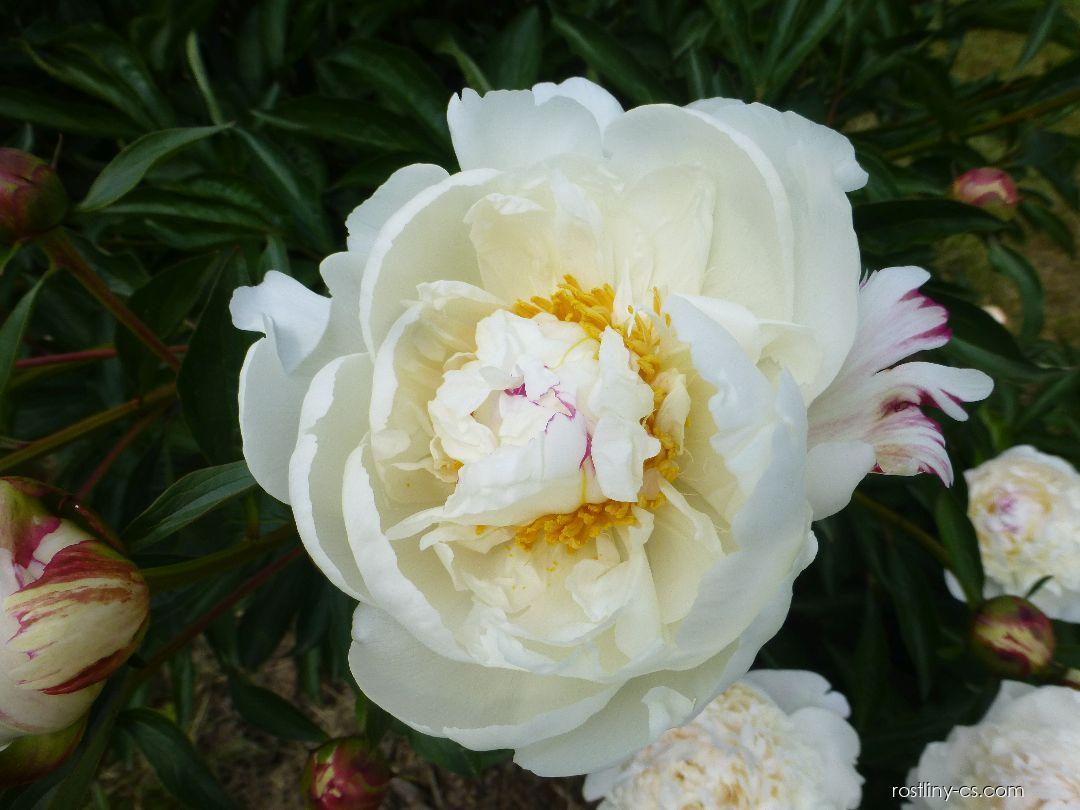 G678 Paeonia X Lactiflora Boule De Neige - View 14 from www redcrocus com