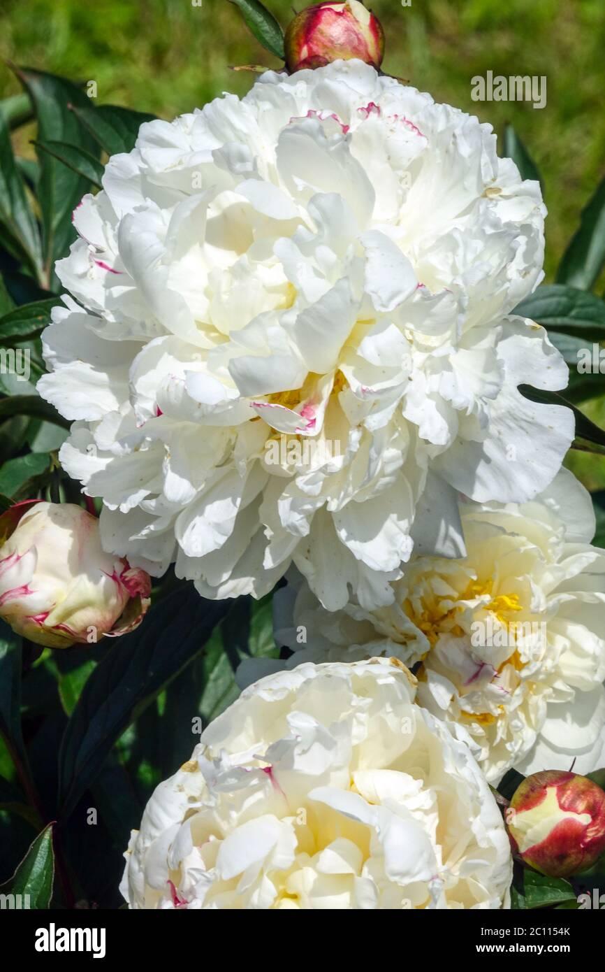 G678 Paeonia X Lactiflora Boule De Neige - View 1 from www redcrocus com