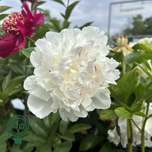 G678 Paeonia X Lactiflora Boule De Neige - View 2 from www redcrocus com